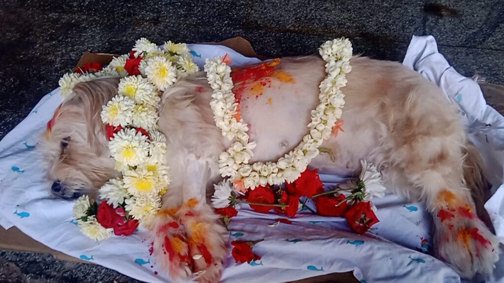 dog and cat pet funeral services bengaluru