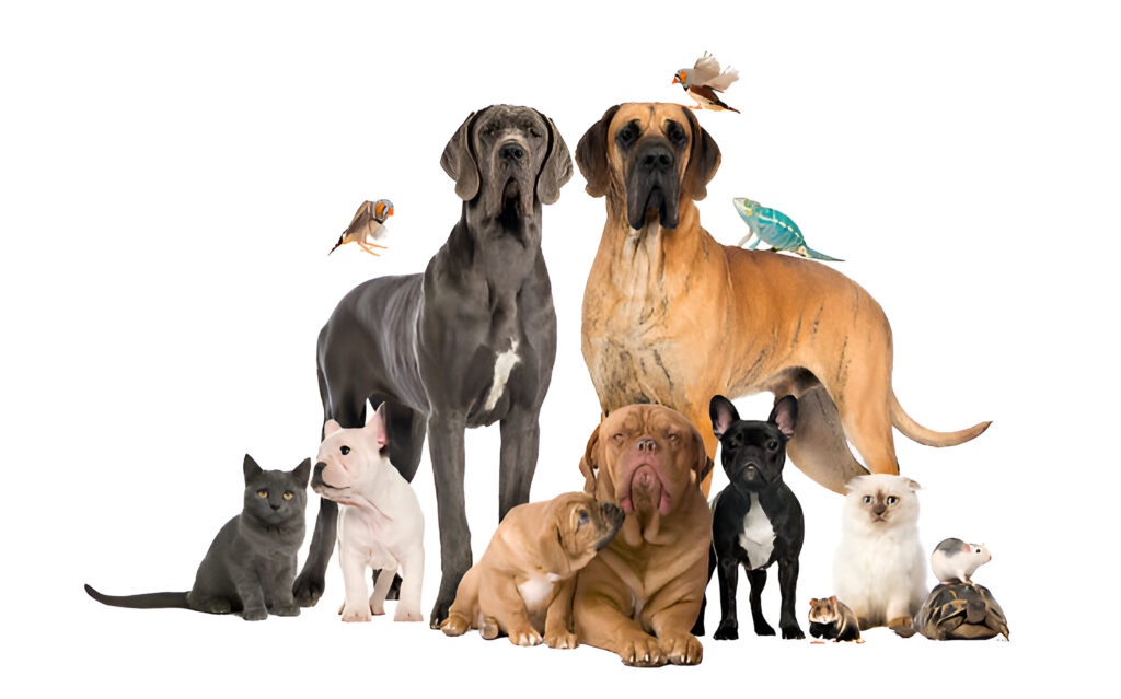 pet funeral services in bengaluru